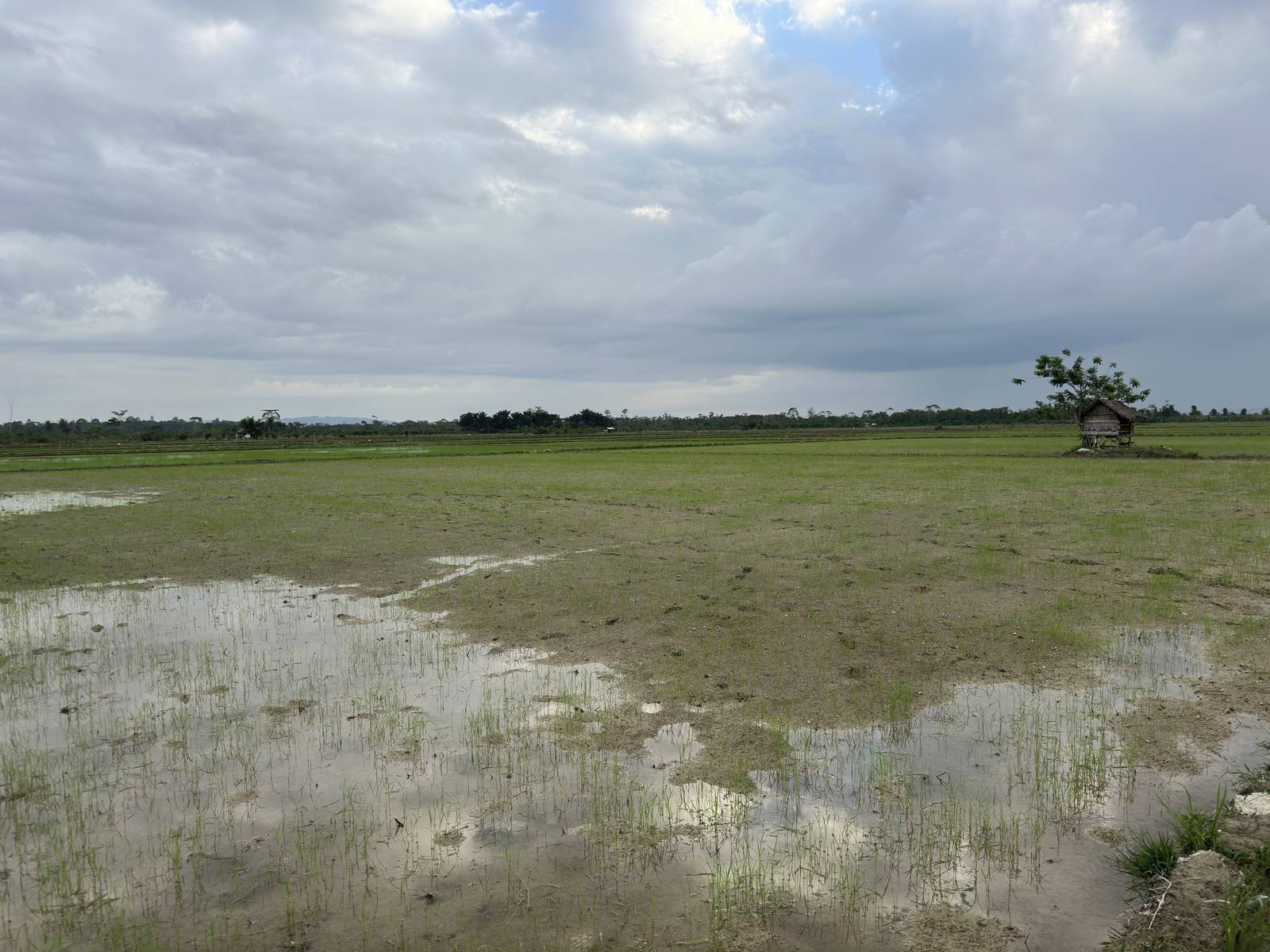 Kegiatan Desa