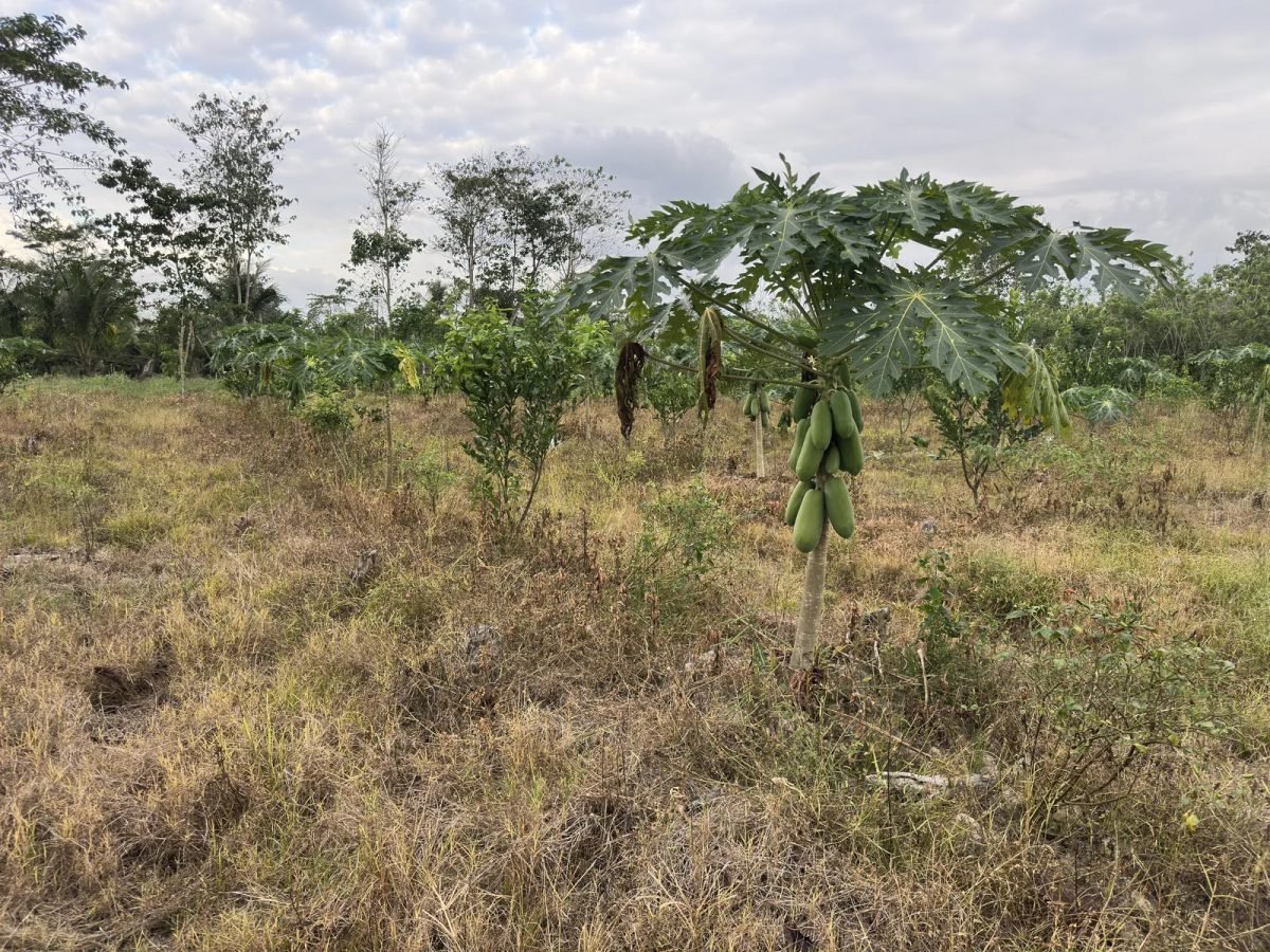 Pepaya