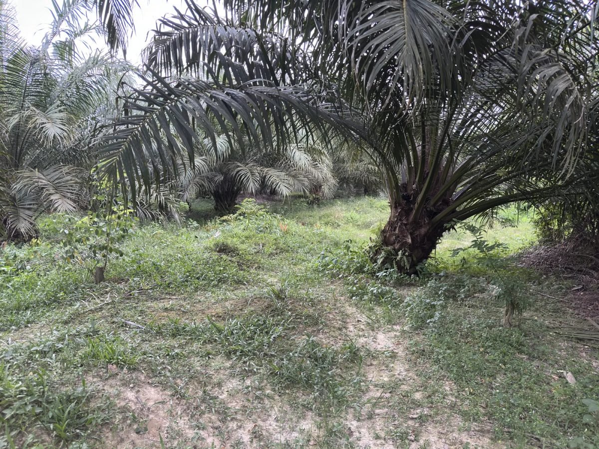 Kelapa Sawit